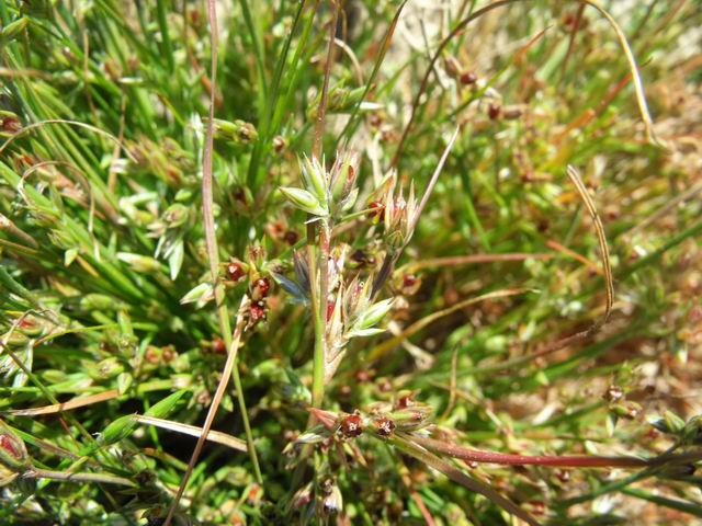 Da identificare - Juncus